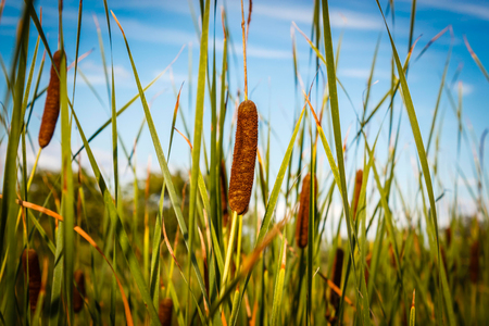 Reed stems in front of blue sky.の写真素材