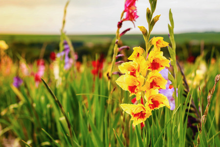 Gladiolus on the wide flower field in golden sunshine.の写真素材