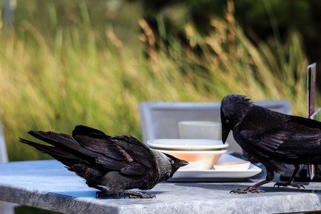 Black ravens steal food from the table.の写真素材