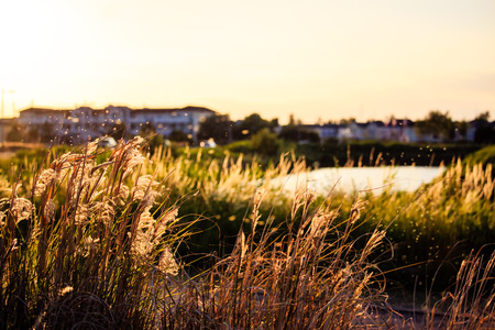 Dune grass on the beach in the sunsetの写真素材