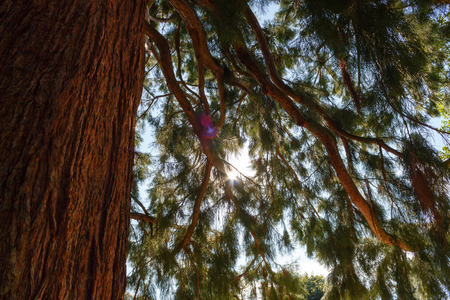 Sunbeams flood the branches and trunk of a giant sequoia tree.の写真素材
