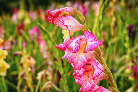 Gladiolus on the wide flower field in golden sunshine.の写真素材