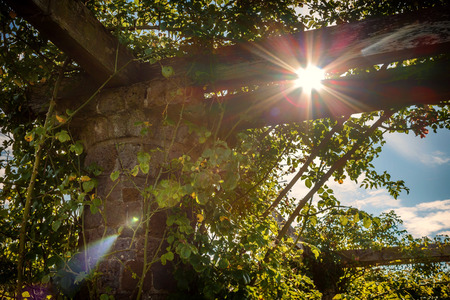 Climbing roses on an old stone wall.の写真素材