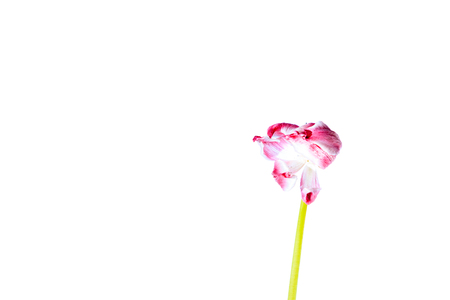 Artisitic, withered tulip flower with white backgroundの写真素材