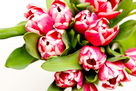A bouquet of blooming tulips.の写真素材