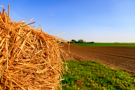Golden straw bale on the field in front of blue sky.の写真素材