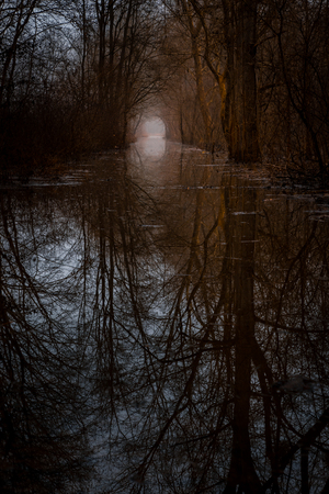 A path through a flooded forest seems mystical.の写真素材