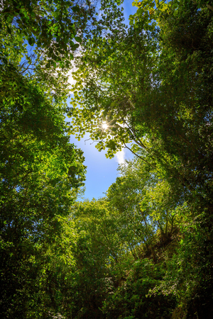 View through the green leaves and trees of the jungle into the blue sky. Puerto Plata, Dominican Republicの写真素材