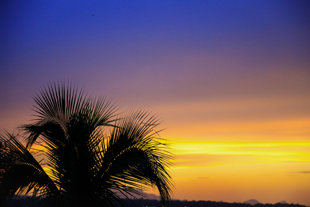 Silhouette of a palm tree in front of an orange and purple sunset in the Caribbeanの写真素材