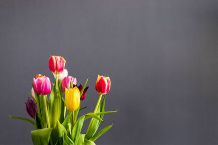 A bunch of coloful tulips in front of a grey wall with copy spaceの写真素材