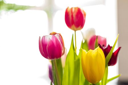 Colorful tulip flowers as greeting card. Mothersday or spring conceptの写真素材