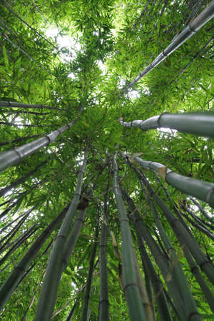 Bamboo forestの写真素材