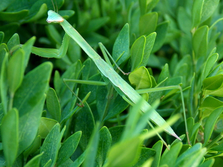 Bright green praying mantis hunting prey in a boxwood bush.の写真素材