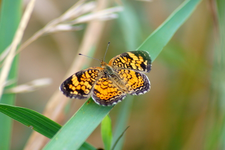 Pearl crescent butterfly resting on a large grass leaf blade.の写真素材