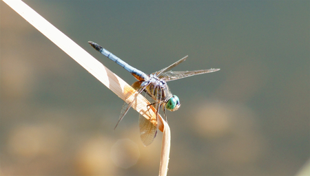 Blue dragonfly resting on a dried cattails reed leaf.の写真素材