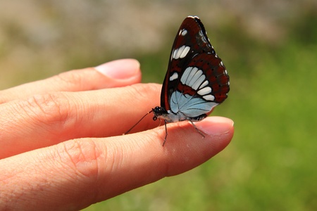 A white and brown butterfly resting on the finger of a handの写真素材
