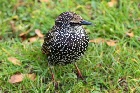 A colorful starling in a European garden