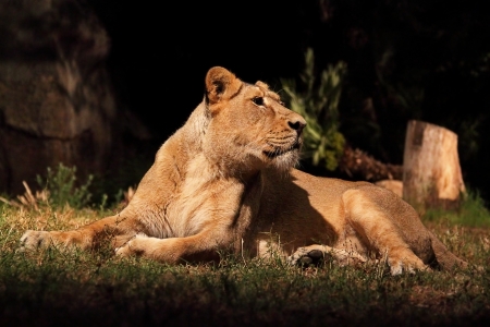 A lioness (Panther Leo) lying is resting, looking aroundの写真素材