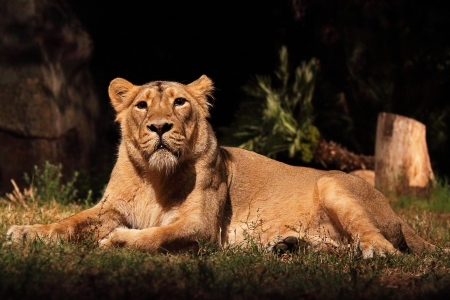A lioness (Panther Leo) lying is resting, looking aroundの写真素材