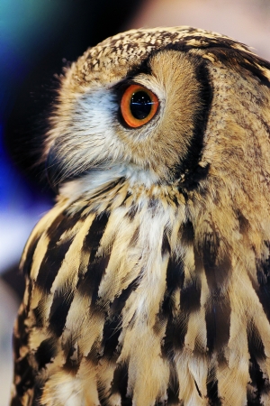 Portrait of an Indian Eagle Owl (Bubo bengalensis)の写真素材