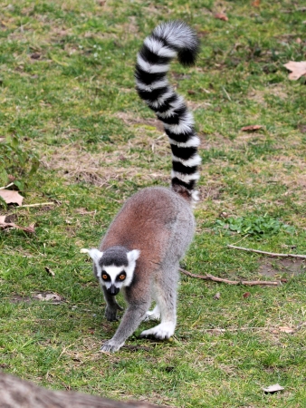 A ring-tailed lemur (Lemur catta) with his long tail raised, is moving on the ground