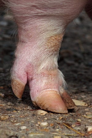 Closeup of the leg and hoof a domestic pig (Sus scrofa)の写真素材