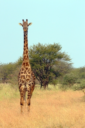 A Giraffe  Giraffa camelopardalis  in Serengeti National Park, Tanzaniaの写真素材
