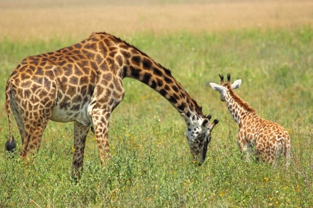 A young giraffe and his mother  Giraffa camelopardalis  in Serengeti National Park, Tanzaniaの写真素材