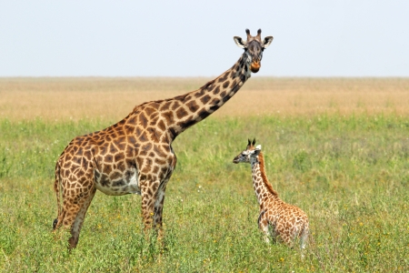 A young giraffe and his mother  Giraffa camelopardalis  in Serengeti National Park, Tanzaniaの写真素材