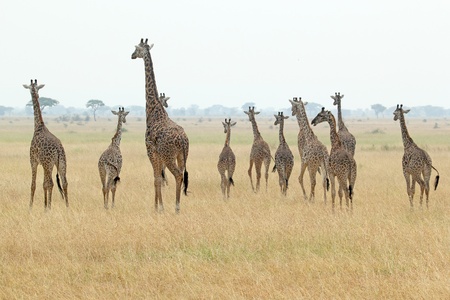 A group of giraffes  Giraffa camelopardalis  in Serengeti National Park, Tanzaniaの写真素材