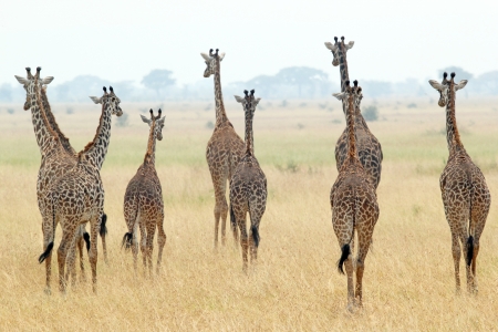 A group of giraffes  Giraffa camelopardalis  in Serengeti National Park, Tanzaniaの写真素材