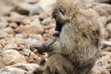 A mother baboon is hugging her babyの写真素材