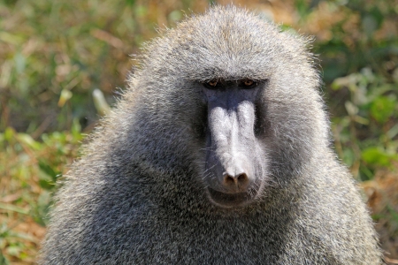 Portrait of a male olive baboon  Papio Anubis の写真素材