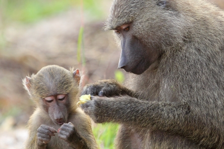 A baby olive baboon and his mother  Papio Anubis  in Gombe Stream Game Reserve, Tanzaniaの写真素材