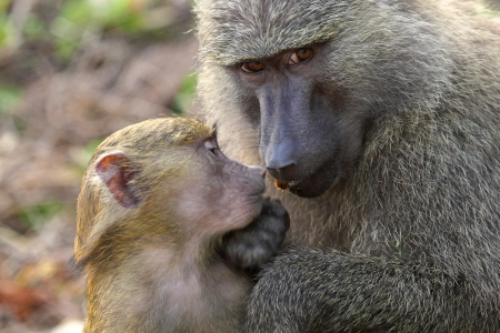 A baby olive baboon and his mother  Papio Anubis  in Gombe Stream Game Reserve, Tanzaniaの写真素材