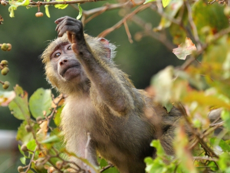 Baby olive baboon  Papio Anubis  picking a fruit from a tree