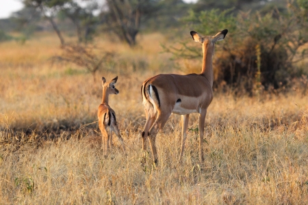 Baby impala with his mother  Aepyceros melampus の写真素材