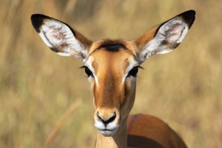 Portrait of a female impala  Aepyceros melampus の写真素材