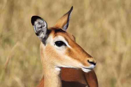 Portrait of a female impala  Aepyceros melampus の写真素材
