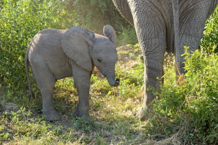 Baby african elephant  Loxodonta Africana  near the motherの写真素材