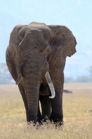 Old african elephant  Loxodonta Africana  in Ngorongoro Conservation Area, Tanzaniaの写真素材