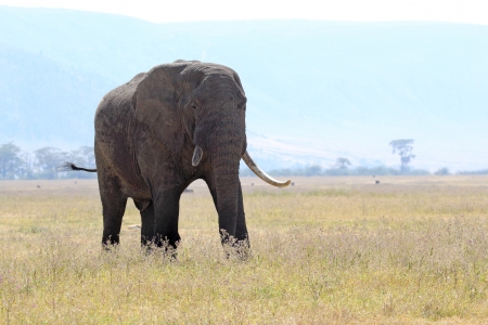 Old african elephant  Loxodonta Africana  walking in Ngorongoro Conservation Area, Tanzaniaの写真素材