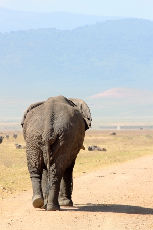 Old african elephant  Loxodonta Africana  walking down a road in Ngorongoro Conservation Area, Tanzaniaの写真素材