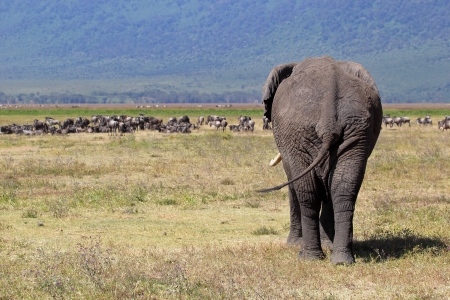 Huge african elephant (Loxodonta Africana) walking towards a herd of blue wilebeest (Connochaetes taurinus) in Ngorongoro Conservation Area, Tanzaniaの写真素材