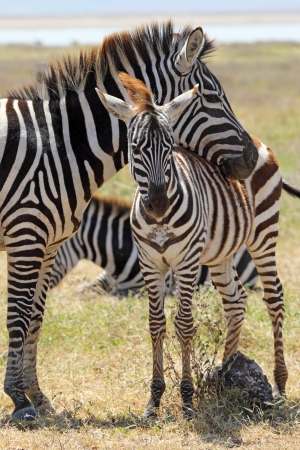 A baby zebra (Equus Quagga) and his mother in Ngorongoro Conservation Area, Tanzaniaの写真素材