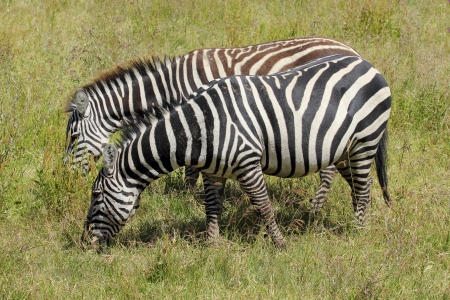 Two common zebras (Equus Quagga) grazingの写真素材