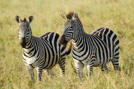 Two common zebras (Equus Quagga) in Serengeti National Park, Tanzaniaの写真素材