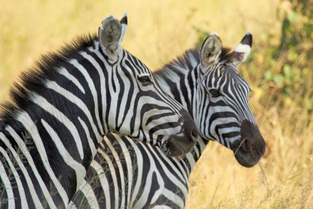 Portrait of two common zebras (Equus Quagga)の写真素材