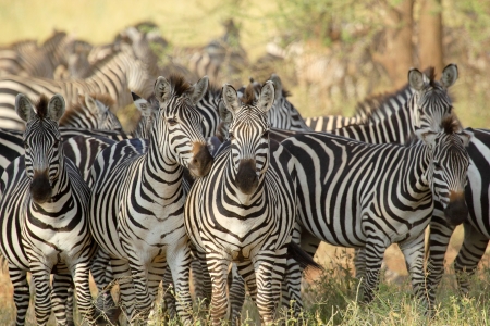 A herd of common zebras (Equus Quagga) in Serengeti National Park, Tanzaniaの写真素材