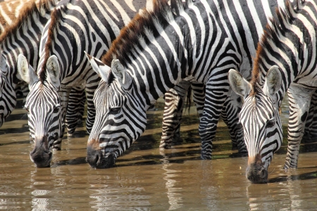 A group of common zebras (Equus Quagga) drinking from a waterholeの写真素材